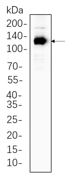 Anti-Recombinant eNOS, clone 5F2