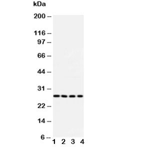 Anti-Bcl10