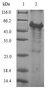 39S ribosomal protein L28, mitochondrial (MRPL28), human, recombinant