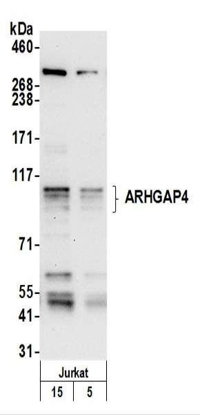 Anti-ARHGAP4
