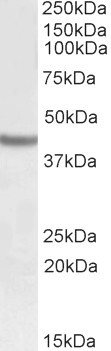 Anti-SOX3, C-terminal