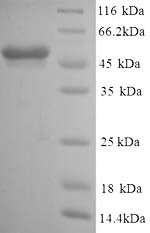 Glial fibrillary acidic protein (Gfap), mouse, recombinant