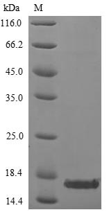 14 kDa fusion protein (A27L), Variola virus, recombinant