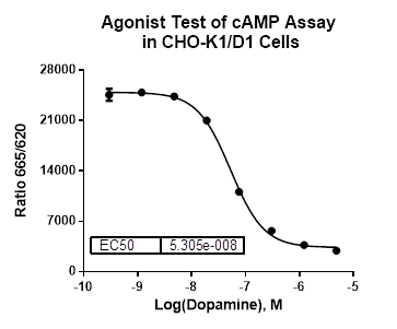 CHO-K1/D1 Stable Cell Line