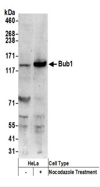 Anti-Bub1