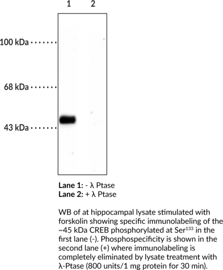 Anti-CREB (Phospho-Ser133)