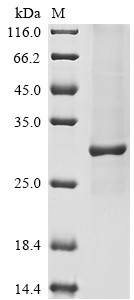 Complement C1q tumor necrosis factor-related protein 3 (C1QTNF3), human, recombinant