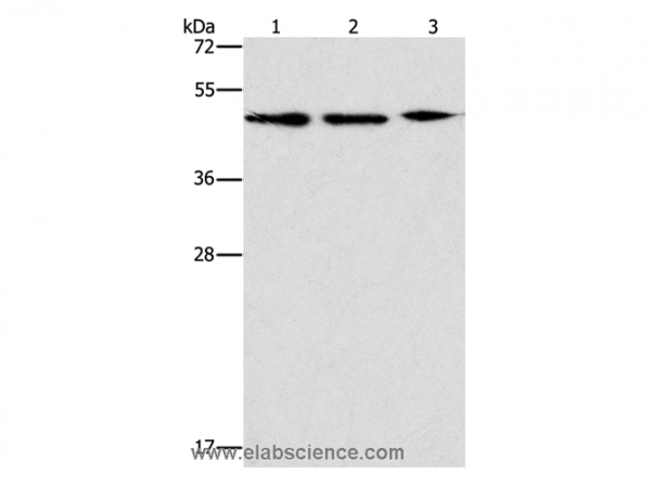 Anti-APOBEC3G
