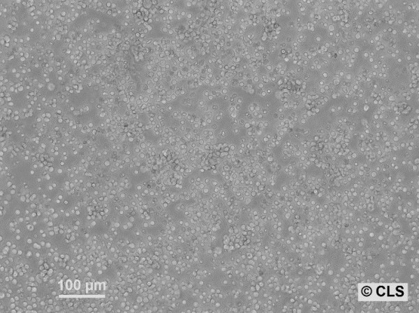 L5178-R Cells
