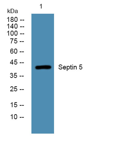 Anti-Septin 5