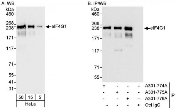 Anti-eIF4G1/eIF4GI