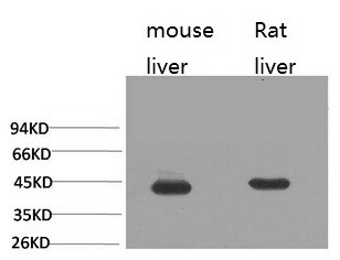 Anti-HAO1, clone Mix