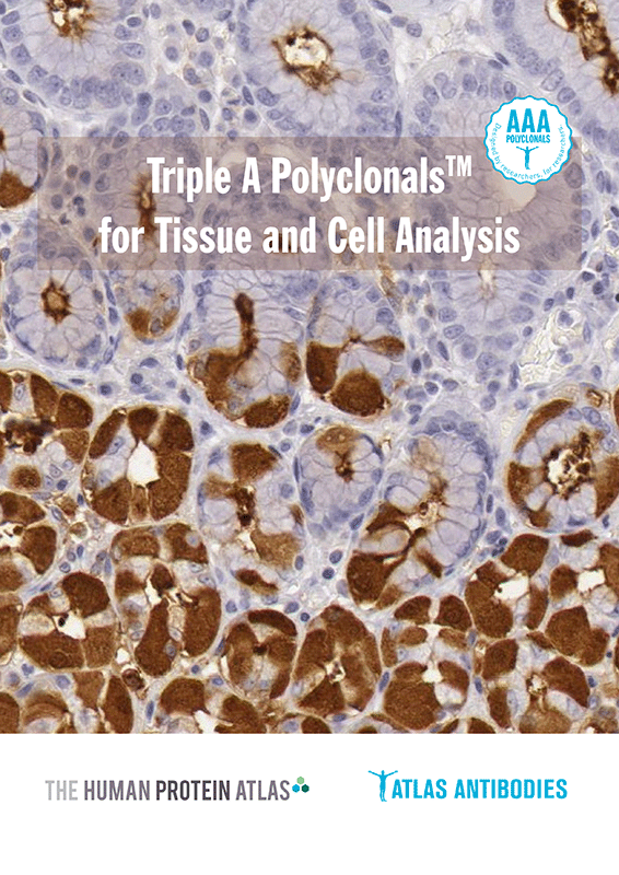 Triple A Polyclonals for Tissue and Cell Analysis