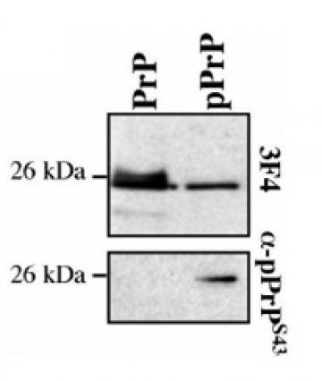 Anti-Phospho Prion Protein (pPrP Ser43)