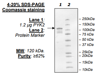 PYK2, active human recombinant protein