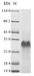 Small proline-rich protein 2B (Sprr2b), mouse, recombinant