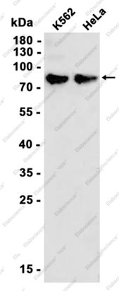 Anti-Recombinant Phospho-HSF1 (Ser326), clone C333011