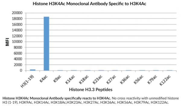 Anti-Histone H3K4Ac Monoclonal Antibody (RM149)