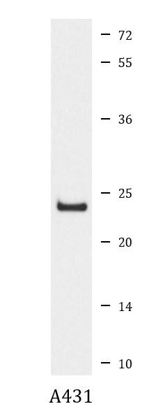 Anti-phospho-CDC42 (Ser71)