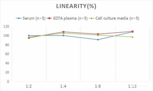 Rat FN (Fibronectin) CLIA Kit