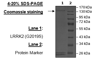 LRRK2 (G2019S), GST-Tag