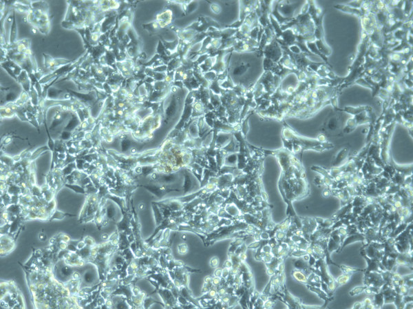 CADO-ES1 Cells