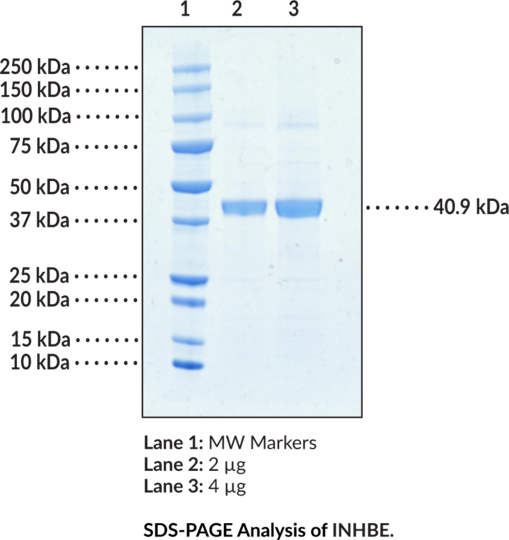 INHBE (human, recombinant)