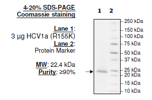 HCV1a (R155K), FLAG-His-tags