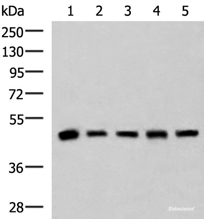 Anti-PCYT2