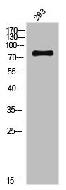 Anti-Phospho-NTRK2 (Y706)