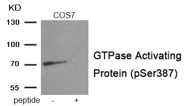 Anti-Phospho-RACGAP1 (Ser387)