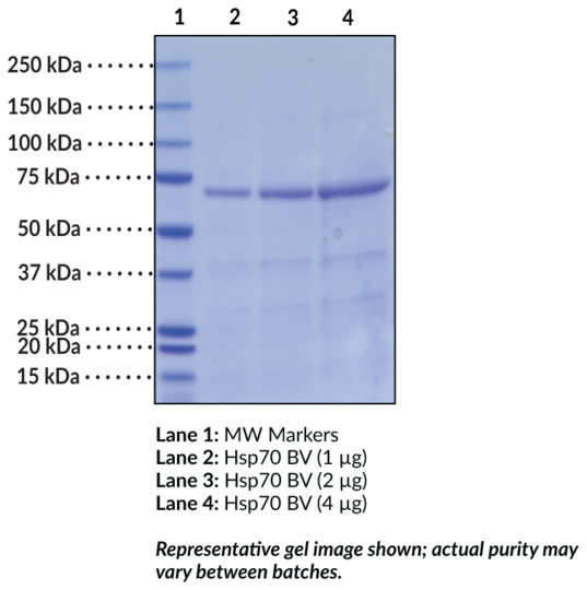 Hsp70 (human recombinant, baculovirus expressed)