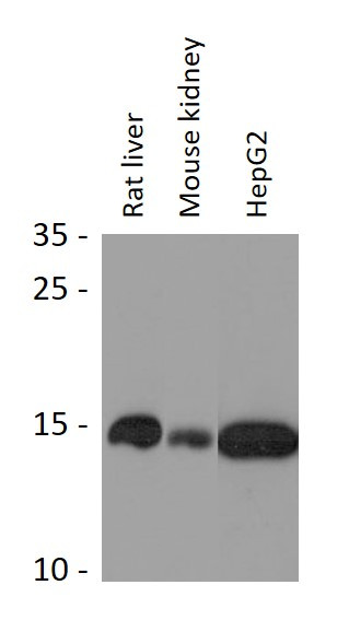 Anti-RPL30