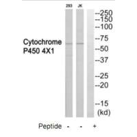 Anti-CYP4X1