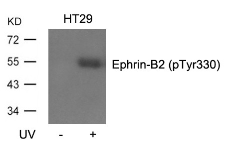 Anti-phospho-Ephrin-B2 (Tyr330)