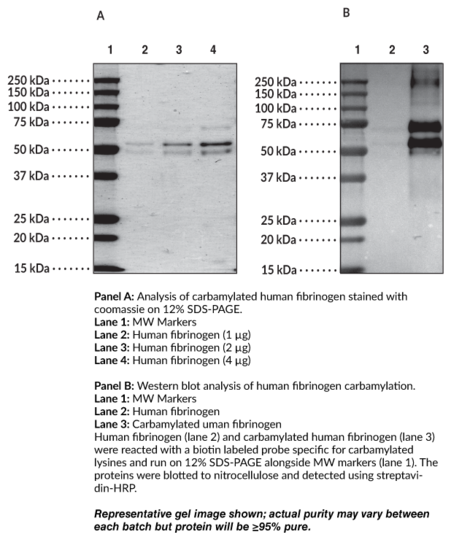 Carbamylated Human Fibrinogen
