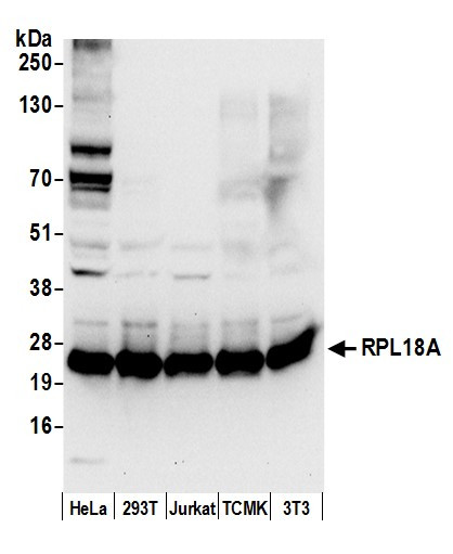 Anti-RPL18A/Ribosomal Protein L18a