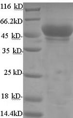 Hydroxyacyl-coenzyme A dehydrogenase, mitochondrial (Hadh), mouse, recombinant