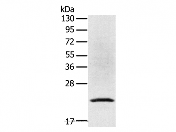 Anti-TP53I11