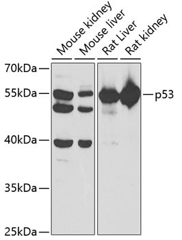 Anti-TP53