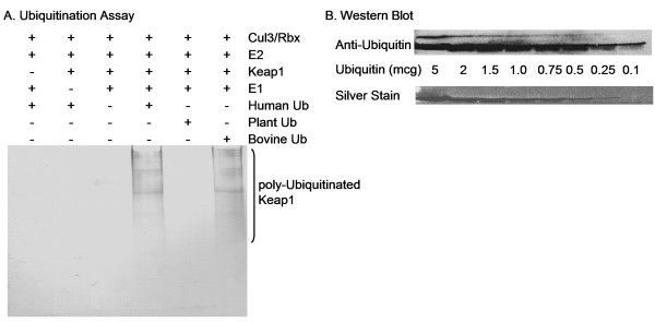 Anti-Ubiquitin