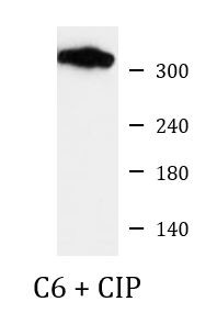 Anti-phospho-Filamin A (Ser2152)