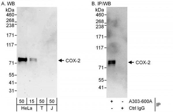 Anti-COX-2