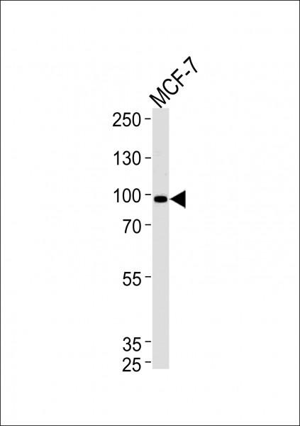 Anti-COL9A1