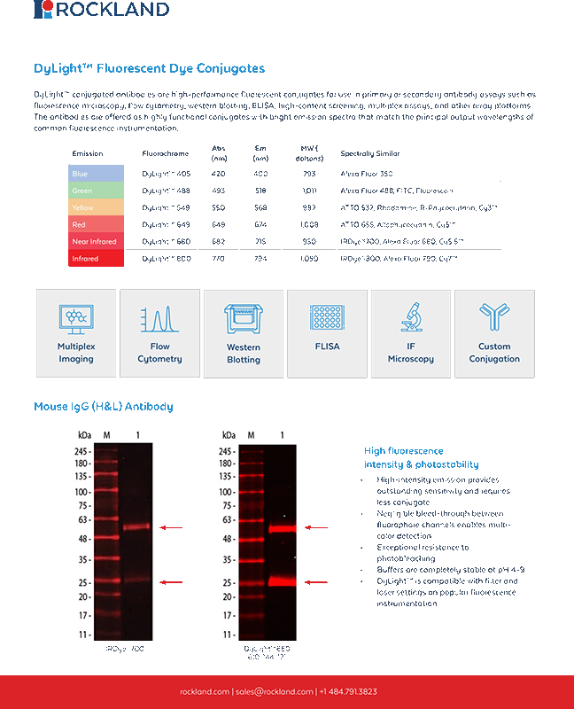 DyLight™ Fluorescent Dye Conjugates