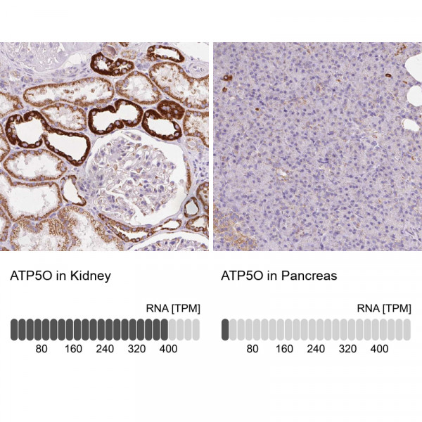 Anti-ATP5O