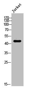Anti-Phospho-EFNB1/EFNB2/EFNB3 (Y324)