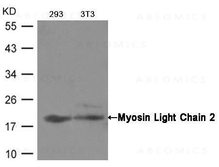 Anti-Myosin Light Chain 2 (Ab-19)