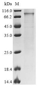 Mannan-binding lectin serine protease 2 (Masp2), recombinant mouse