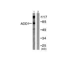 Anti-ADD1 (Ab-726)